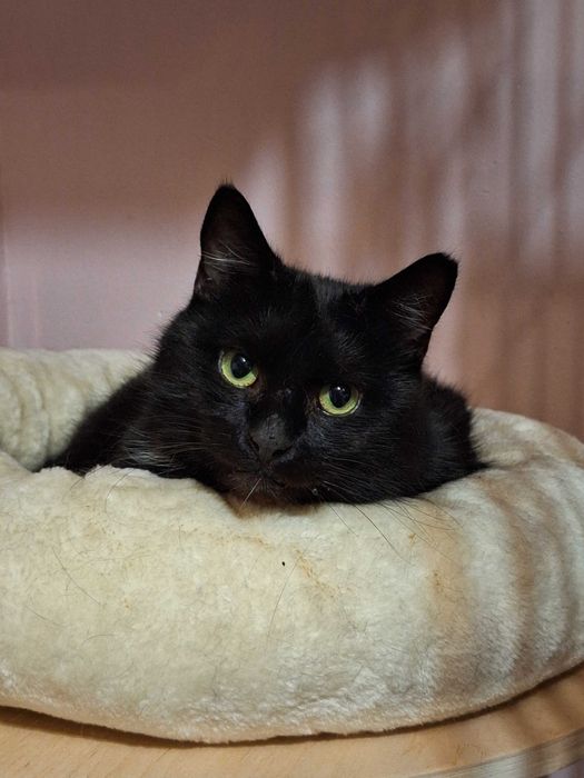 PRAŻYNKA - spokojna koteczka szuka kochającego domu/Poznań