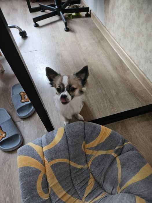 Срочно.Продаю щенята девочка чихуахуа длиношерстная