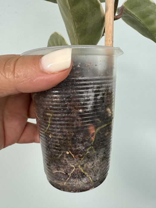 Хойя Кримсон Квин( Hoya carnosa Crimson Queen)