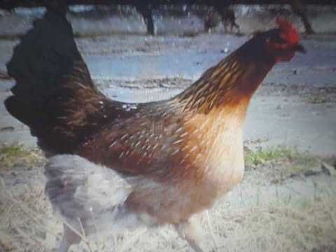 Kury zielononóżki zs-11 DOWÓZ GRATIS