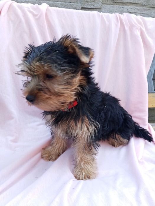Oddam suczkę Yorkshire terrier szczeniak
