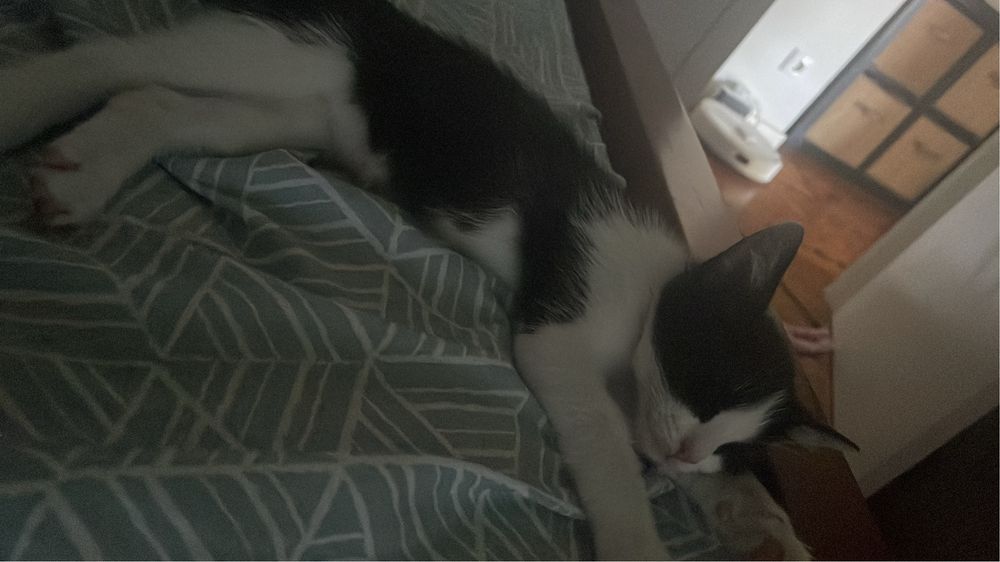 Gatinha para adoção