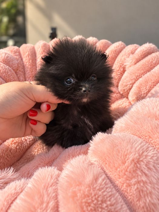 Dziewczynka pomeranian szpic miniaturowy