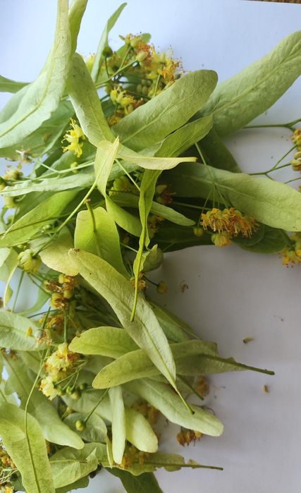 Липа сушена  2025