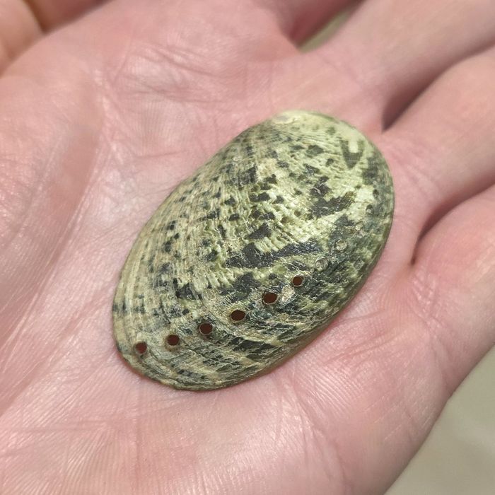 Zestaw muszle z oceanu Murex Tutufa bubo Bursidae Rak zodiak Abalone