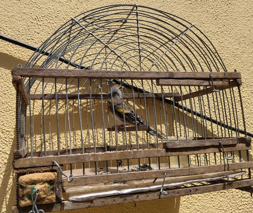 Troco por peixes