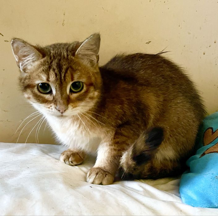 Котенок девочка маленькая полосатая рыжая кошеня дівчинка смугаста