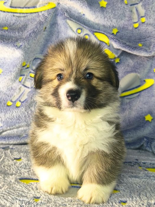 Бронювання найкращих цуценят вельш коргі пемброк