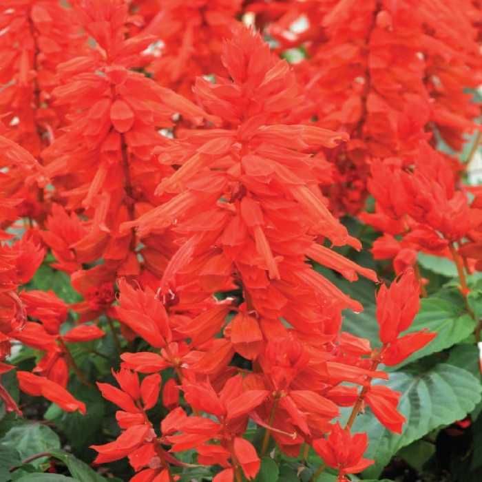 Насіння сальвії червоної