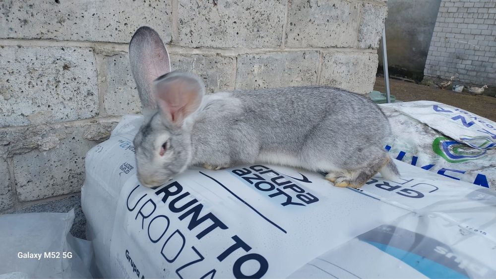 Samiec olbrzym z łódzkiego