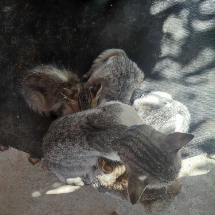 Віддам в добрі руки кошенят