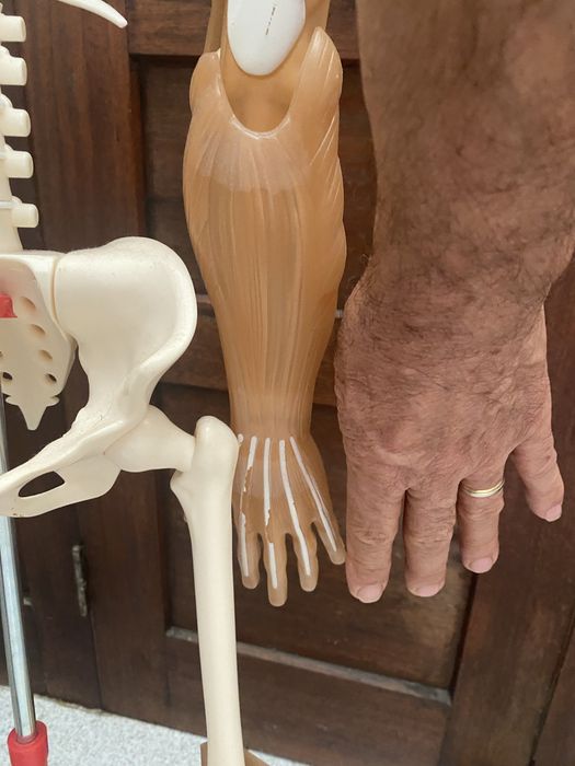 Esqueleto Corpo Humano ( completissimo)