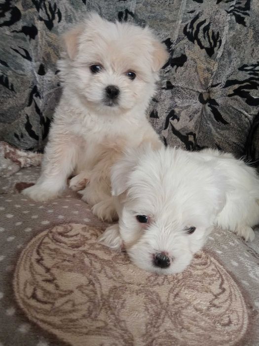 Piękne pieski, szczeniaki