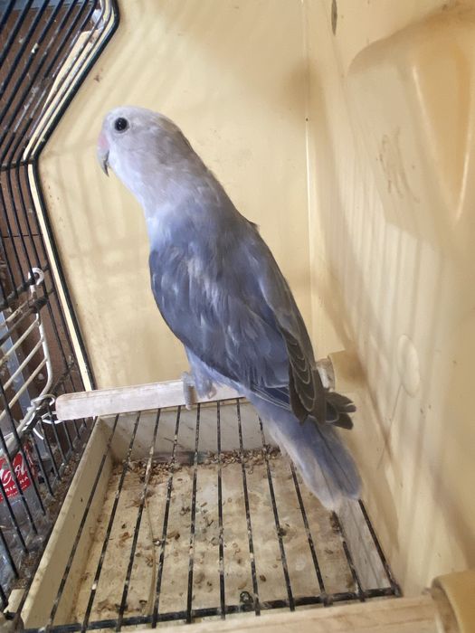 Agapornis rosicoliis  2026.  (Machos)