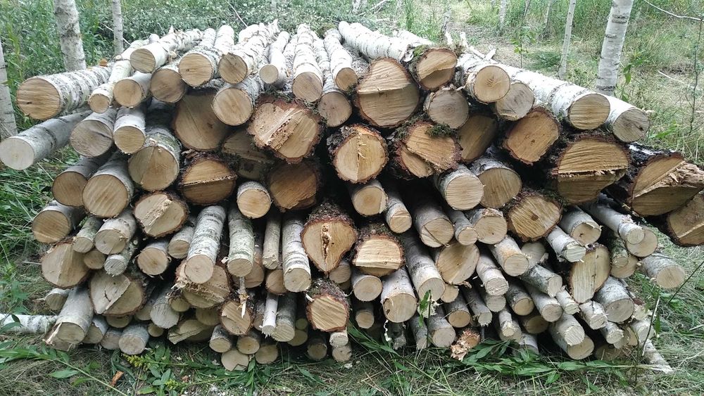 drewno opałowe brzoza