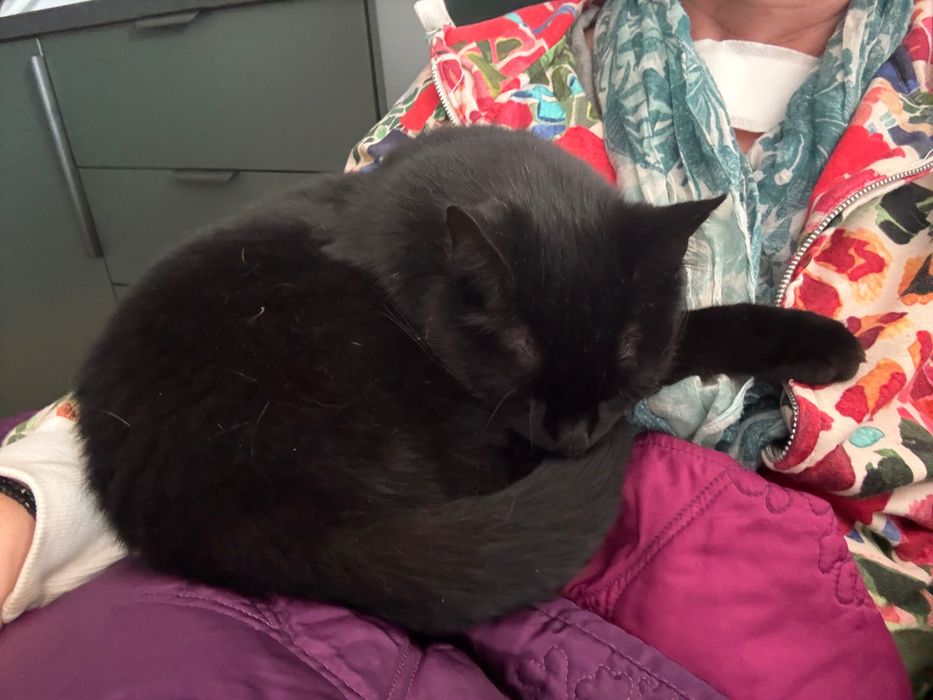 Kot i kotka do oddania