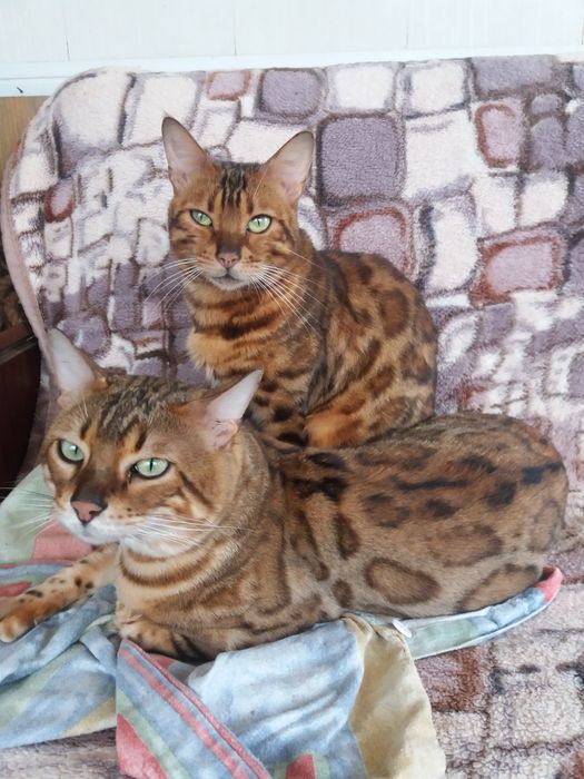 Бенгальские мальчишки