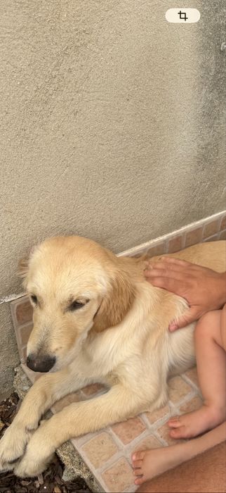 Golgen Retriever 4 meses