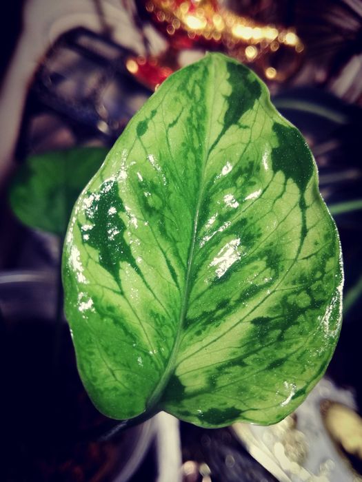 Epipremnum Pinnatum Victory Variegata albo monstera philodendron