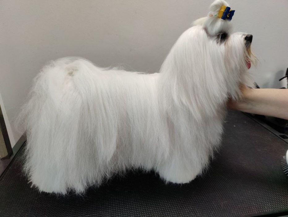 Мальчик мальтезе КСУ, готов к вязке.