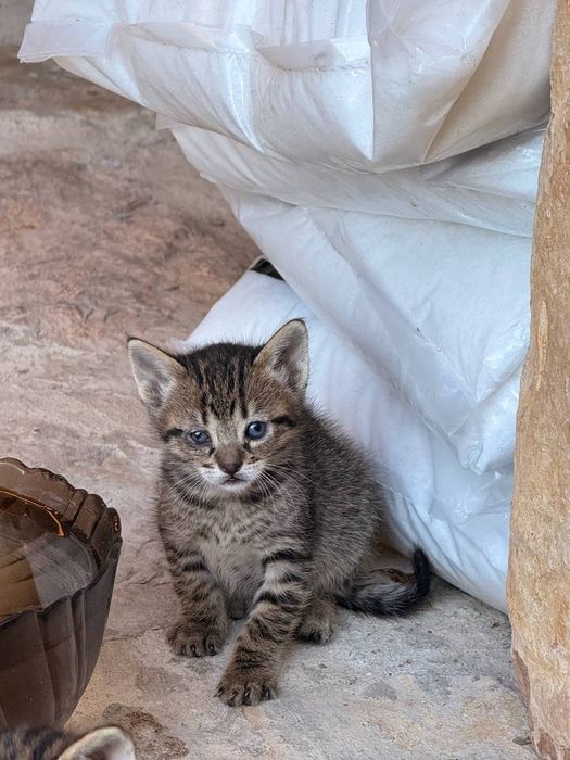 Gatinhos para adoção