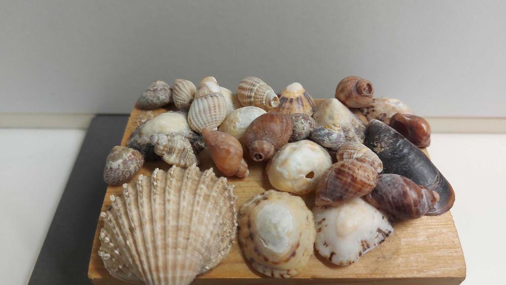 Caixa decorativa com concha marinhas