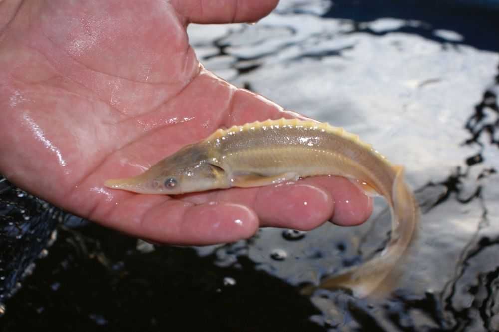 Narybek jesiotr albinos zarybianiestawu