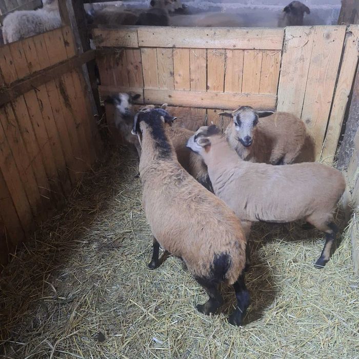 Sprzedam owce kameruńskie