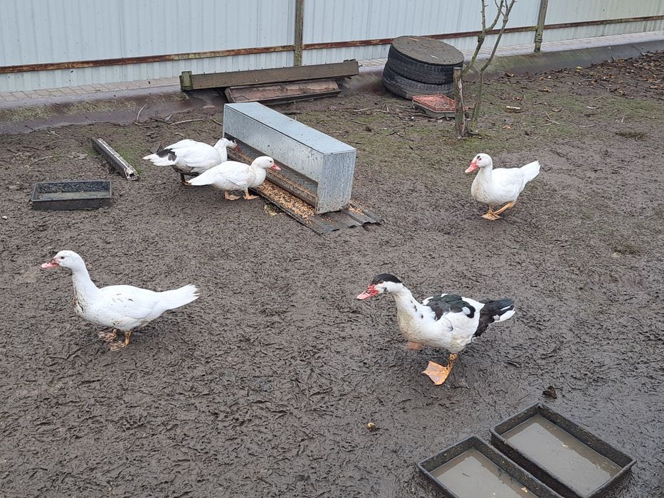 Продаються Індокачки