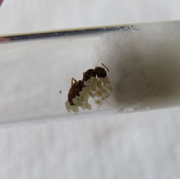 Экзотические муравьи Pheidole pallidula  с рабочими для муравьиной фермы! Корм в подарок!
