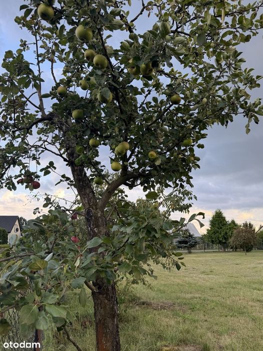 Sprzedam Działkę - 13 441 m² – Nowe Koziminy, gmina Płońsk