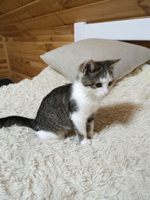 Кошенятко в добрі руки