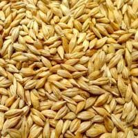 Продам кукурудзу, пшеницю, ячмінь...