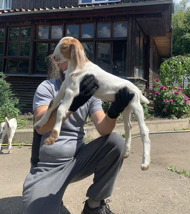 Продам козлят хорошей молочной линии