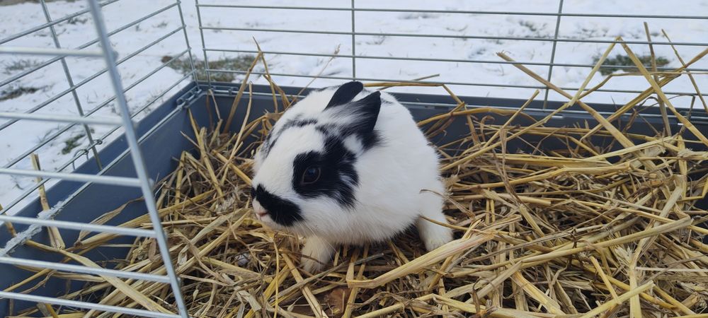 Królik miniaturka okazja tanio!