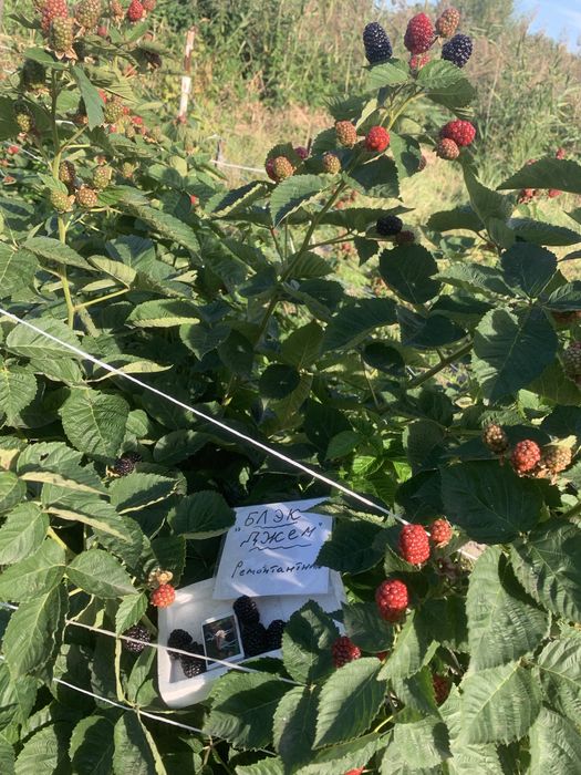 Саженцы Ежевики 20 сортов