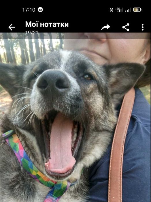 Песик в пошуках дому