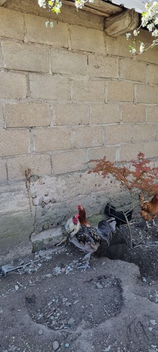 Nadwyżki kogutów - Podlaskie