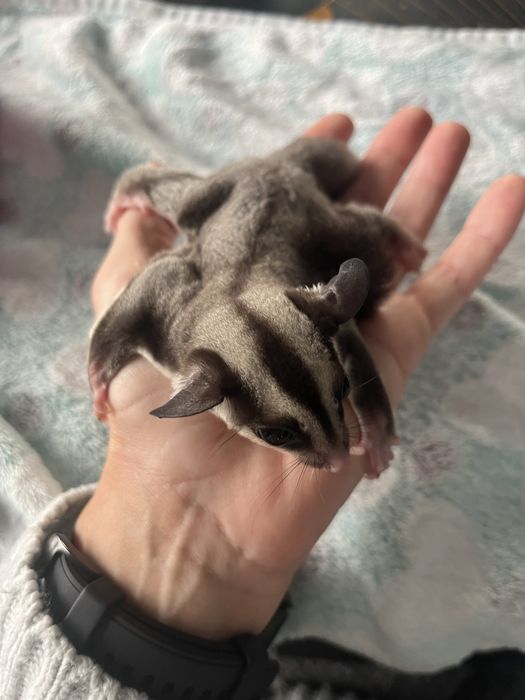 Samiec lotopałanki karłowatej niekastrowany szuka domu do adopcji