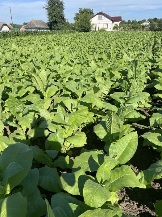 Продам розсаду тютюну.Під замовлення.