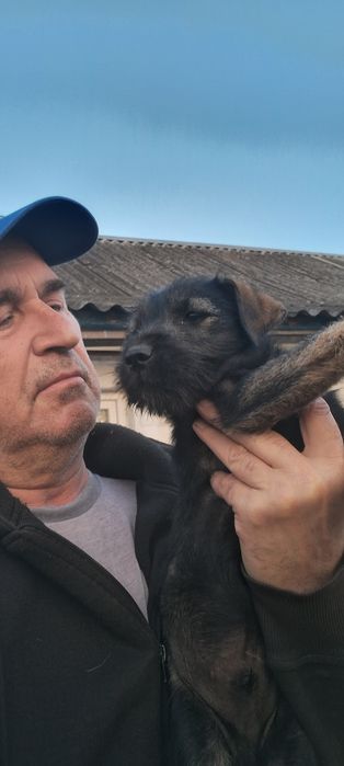 Щенок Миттельшнауцер