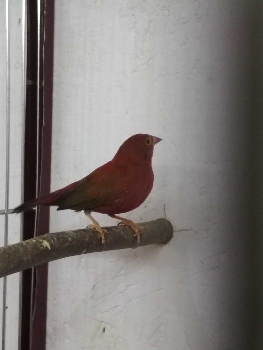 amarant mały samiec