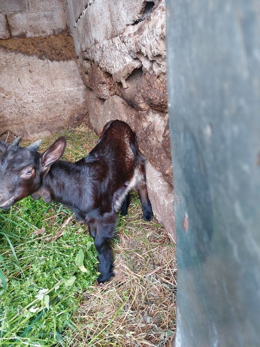 Vende se cabrito