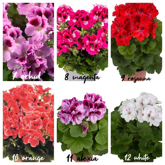 Пеларгонія королівська вкорінені живці в торфотаблетках