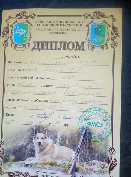 Продам робочого кобель  ЗСЛ.