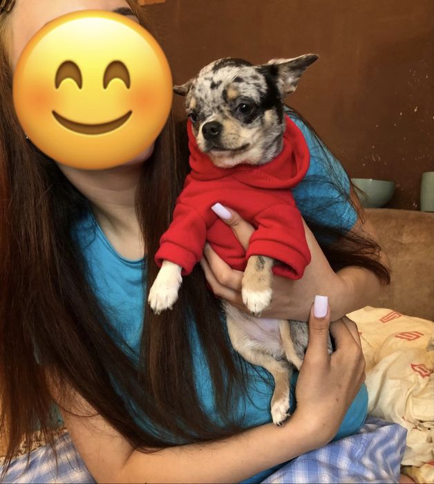 Чіхуахуа дівчинка