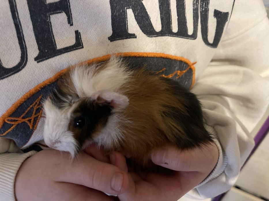 Swinka morska rozetka