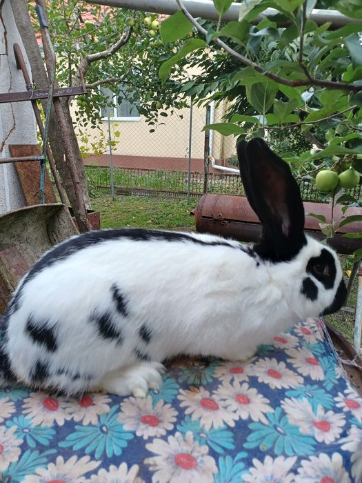 Нім.строкач самці.