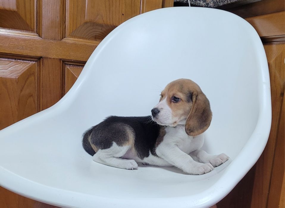 Beagle macho bebé