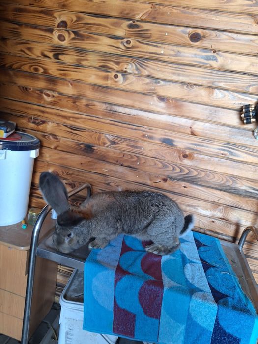 Króliki Belgijskie  Bos